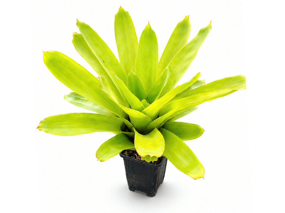 Aechmea Del Mar