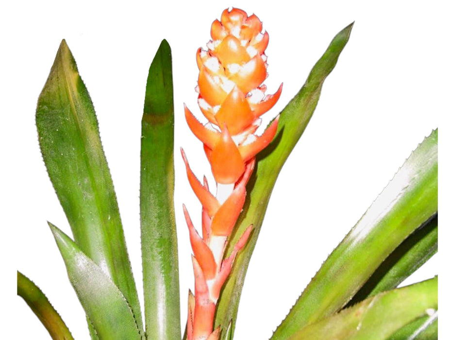 Aechmea hoppii