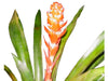 Aechmea hoppii