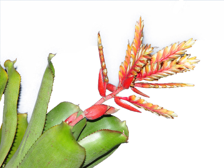 Aechmea manzanaresiana