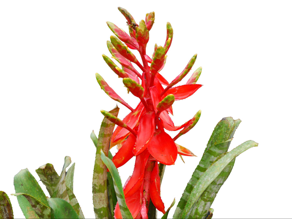 Aechmea zebrina