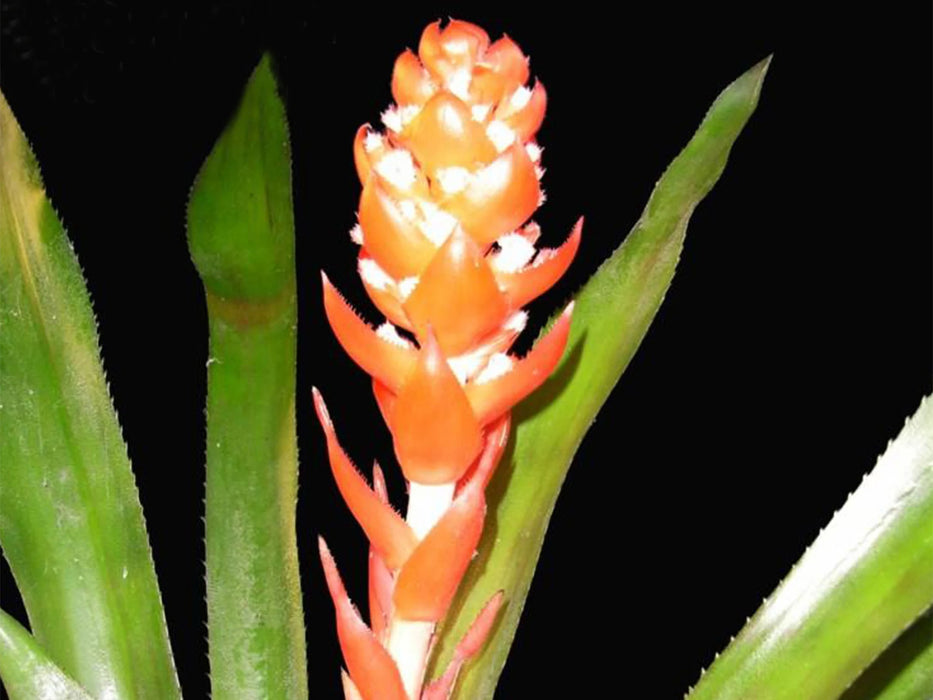 Aechmea hoppii