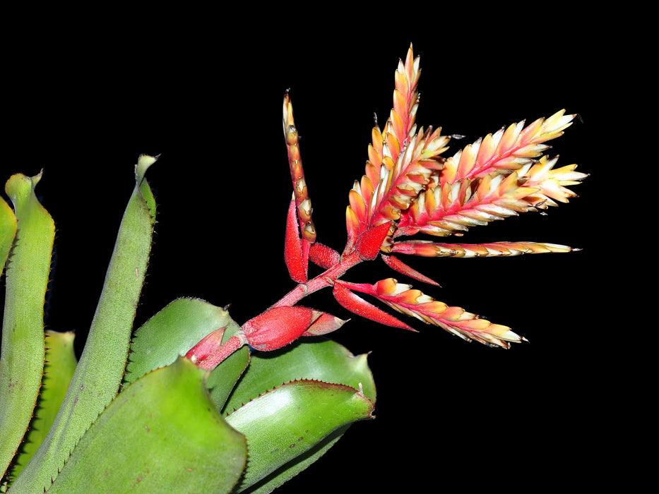 Aechmea manzanaresiana