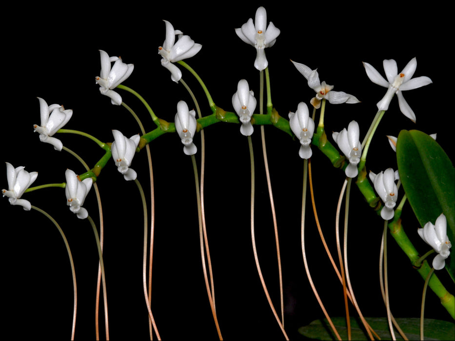 Aerangis ellisii