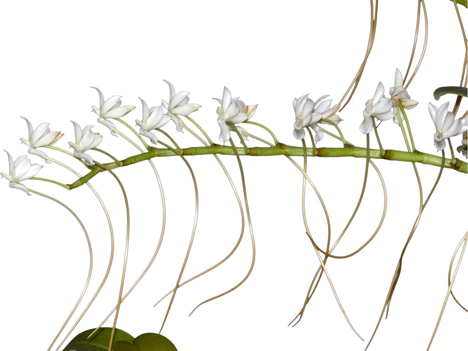 Aerangis ellisii