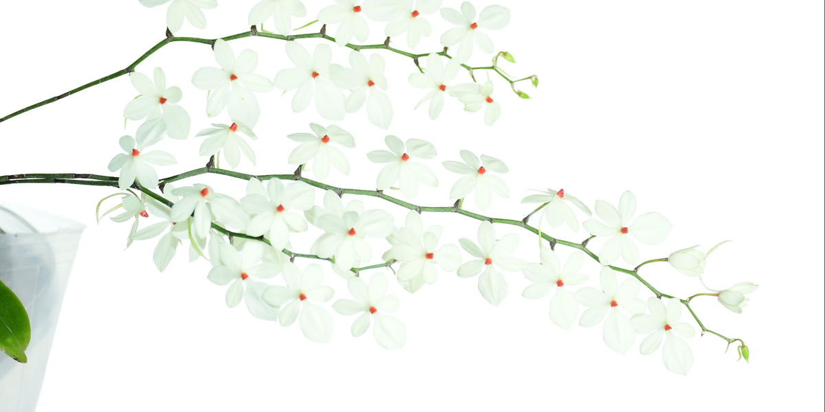 Aerangis luteoalba var rhodosticta — Ecuagenera USA Corp