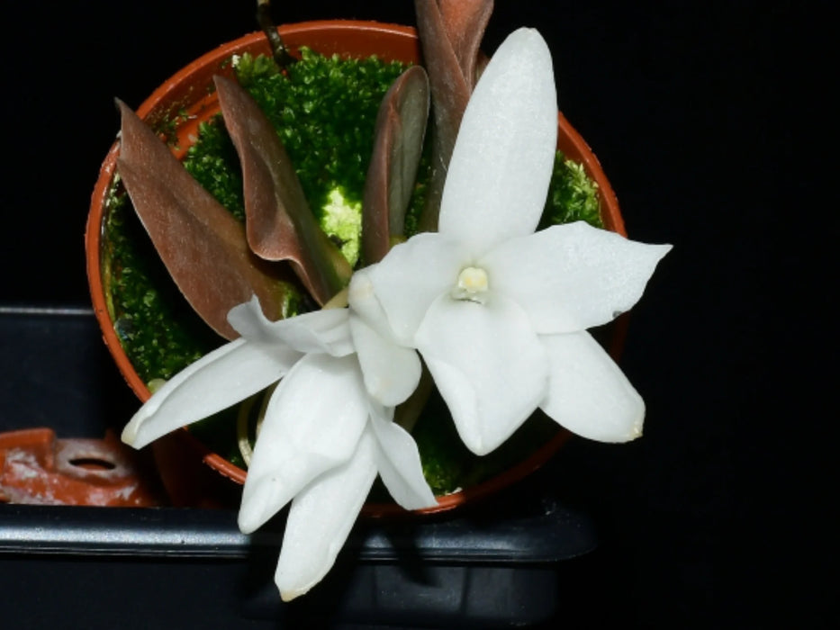 Aerangis fastuosa