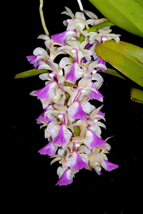 Aerides houlletiana