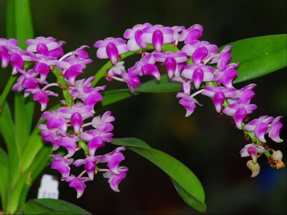 Aerides odorata