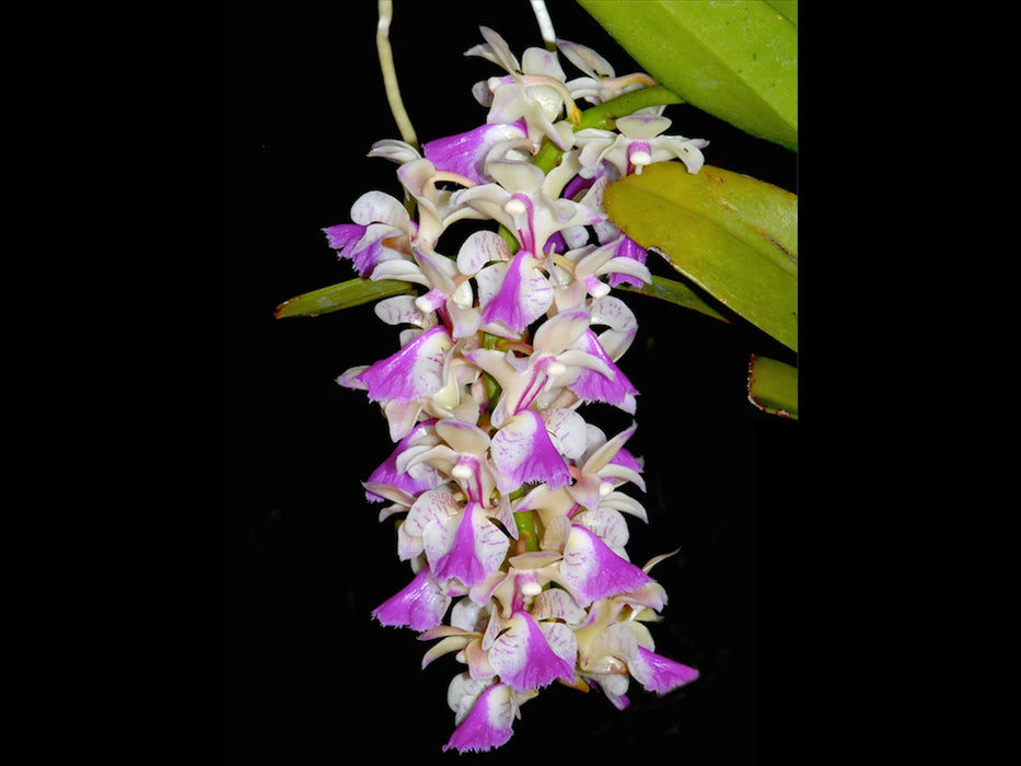 Aerides houlletiana