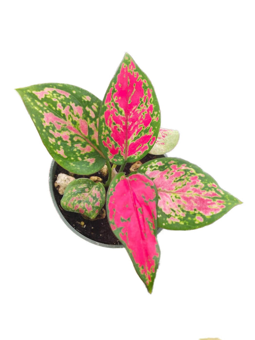 Aglaonema Hongyan