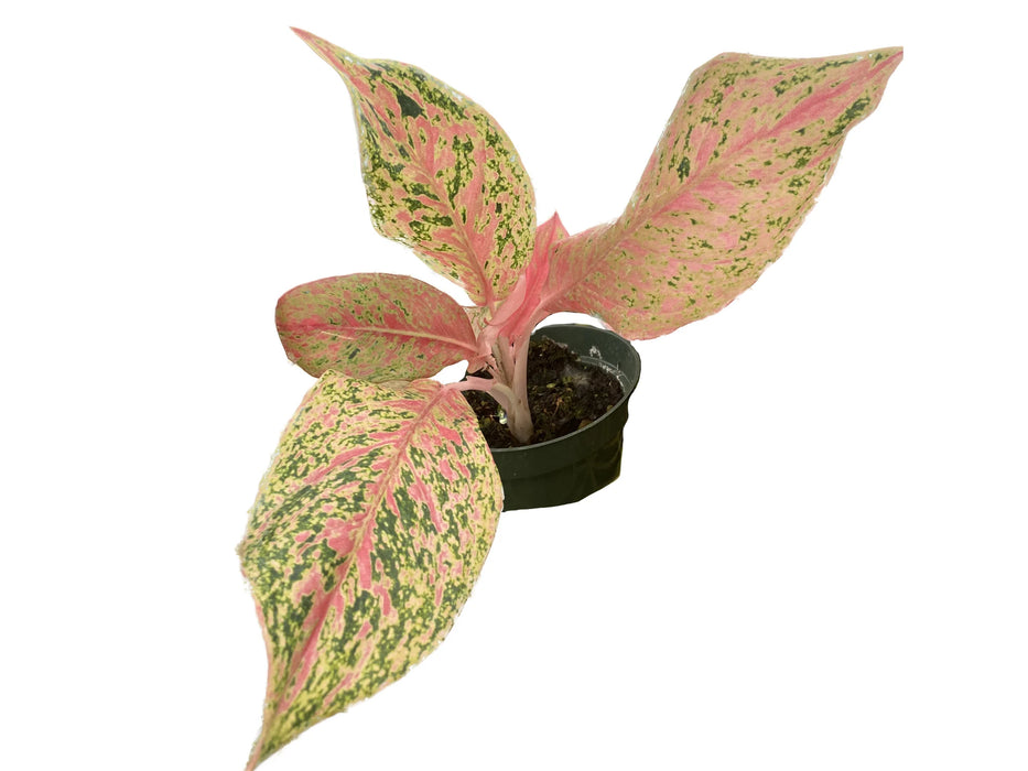 Aglaonema Lao Nam Thong