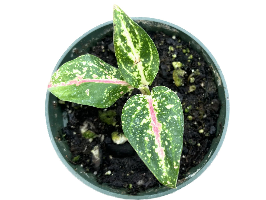 Aglaonema Pink Legacy