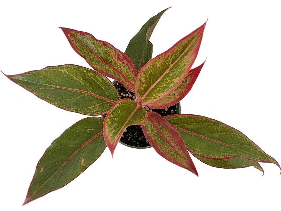 Aglaonema Siam Aurora