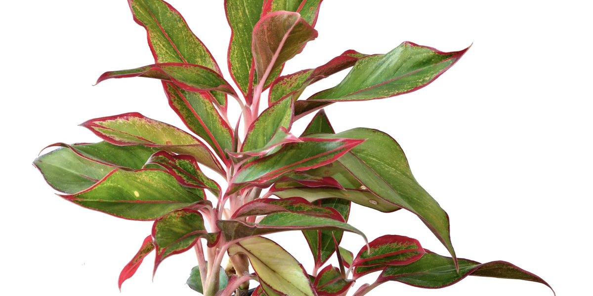 Aglaonema Siam Red — Ecuagenera USA Corp