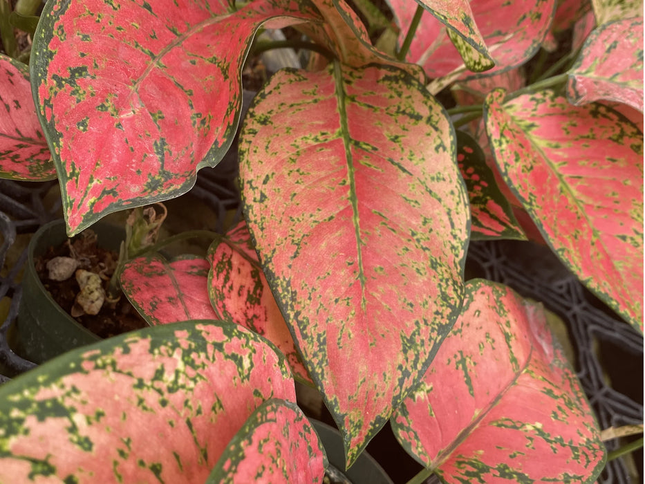 Aglaonema Valentine