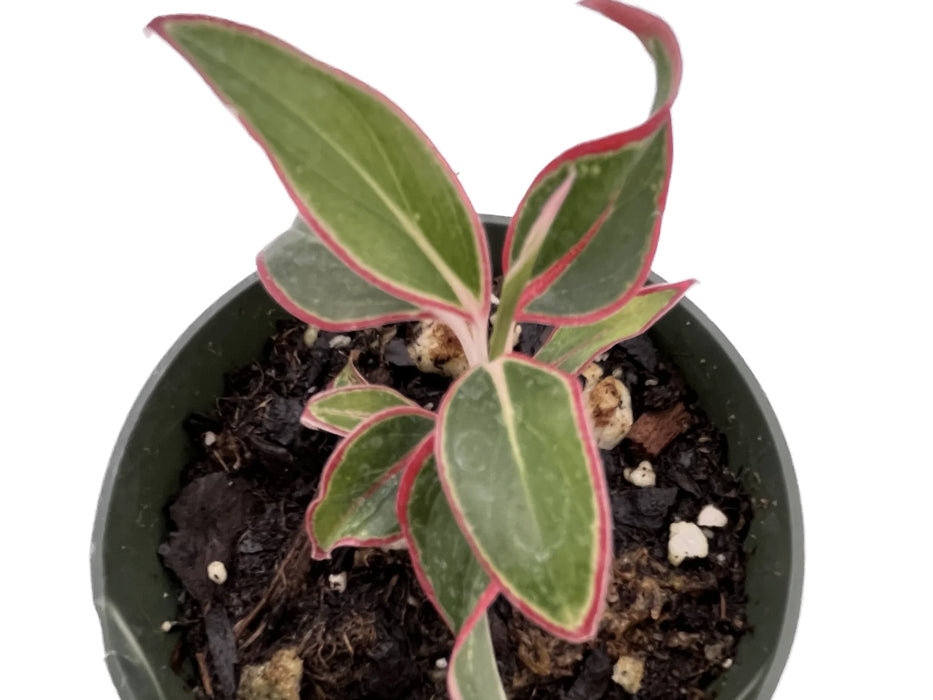 Aglaonema Wan Nian Hong