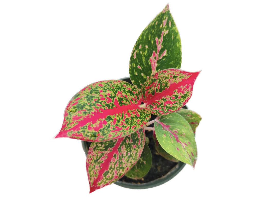 aglaonema hughes Aglaonema Yanhuo - Fiery Chinese Evergreen