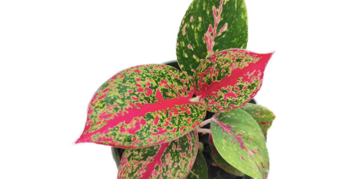 aglaonema fireworks Aglaonema Yanhuo - Fiery Chinese Evergreen