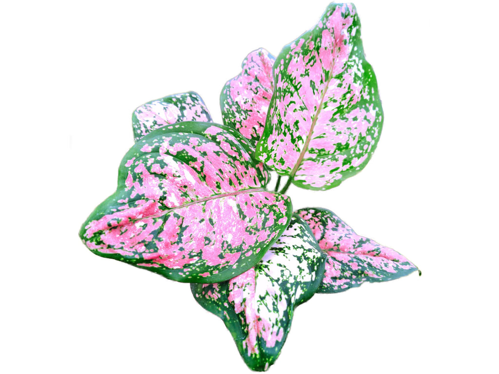 Aglaonema Tricolor anyamanee