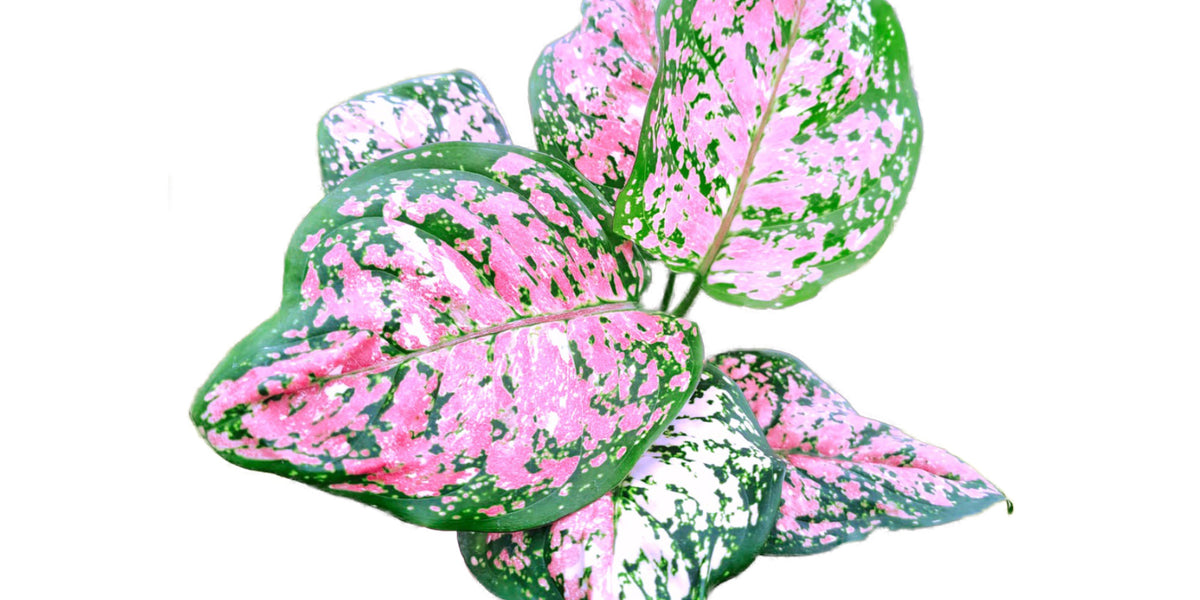 Aglaonema Anyamanee tricolor (S) — Ecuagenera USA Corp