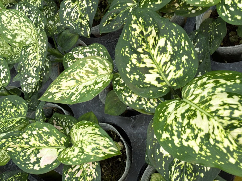 Aglaonema Anyamanee tricolor (S)