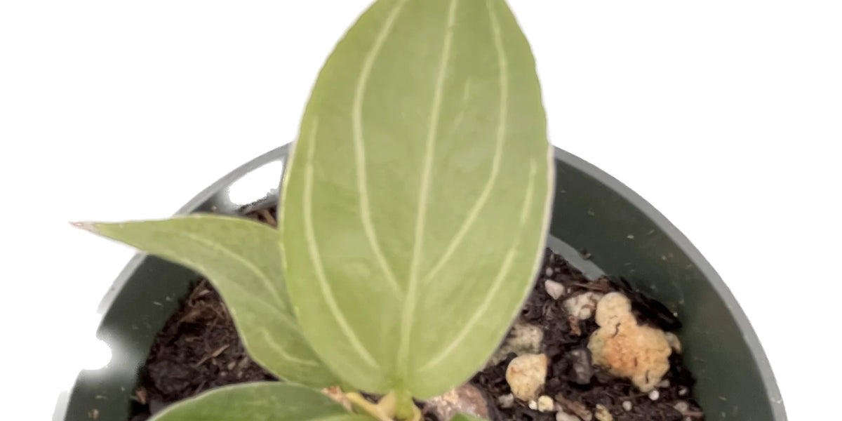 aglaonema rose Aglaonema Cabotine Rose