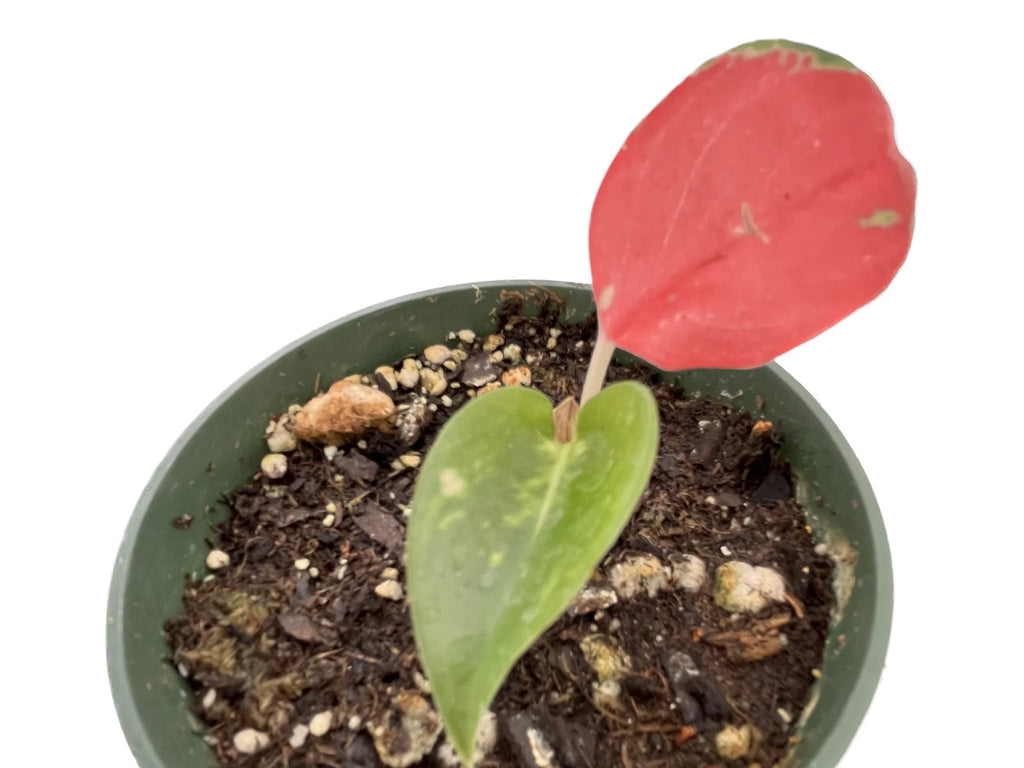 aglaonema china red Aglaonema 'China Red' — Ecuagenera USA Corp