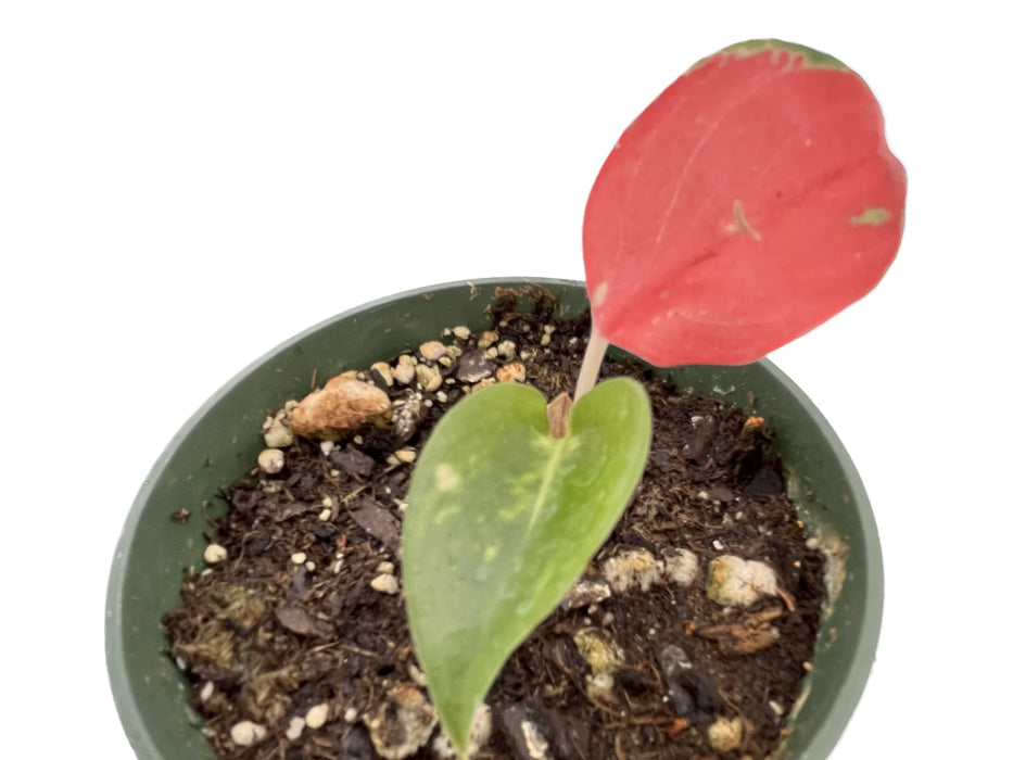 Aglaonema 'China Red'