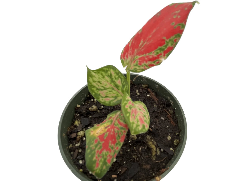 Aglaonema 'Fugui Red'