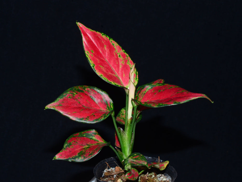 Aglaonema Fugui Red
