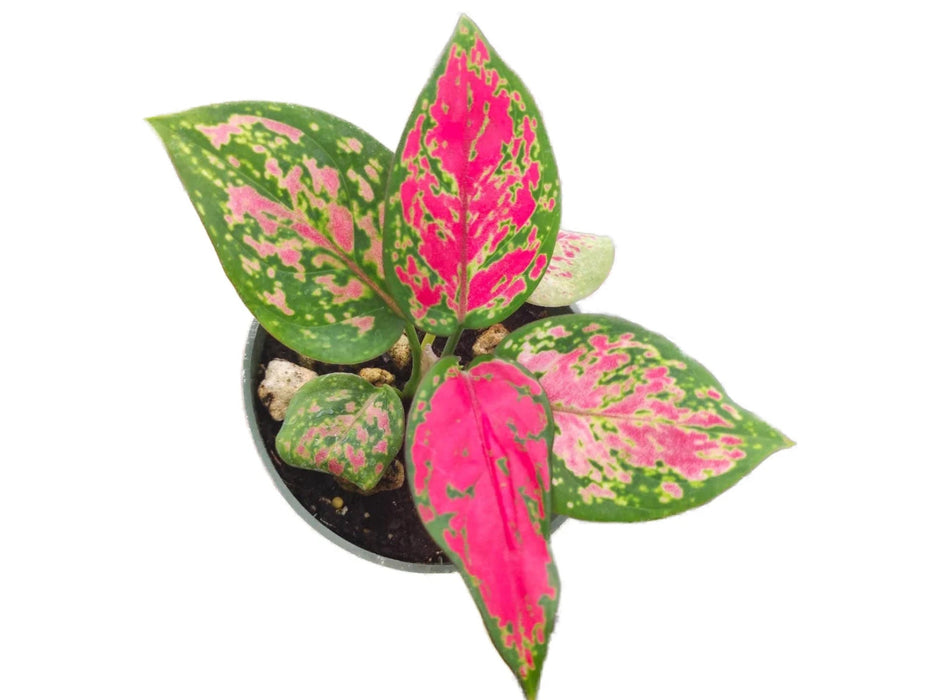 Aglaonema Hongyan