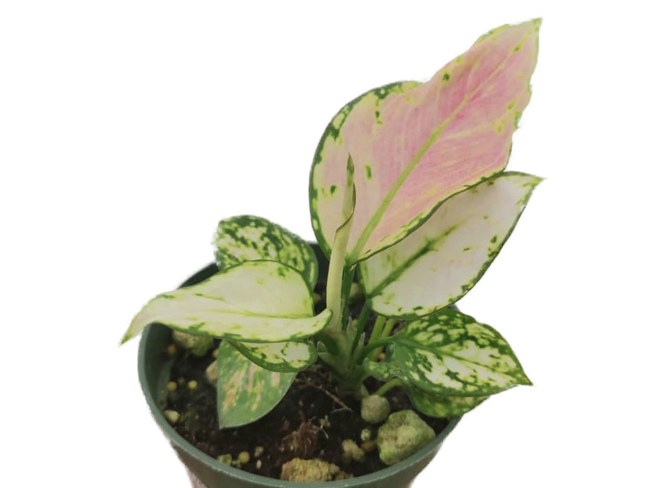 Aglaonema 'Lady Valentine'