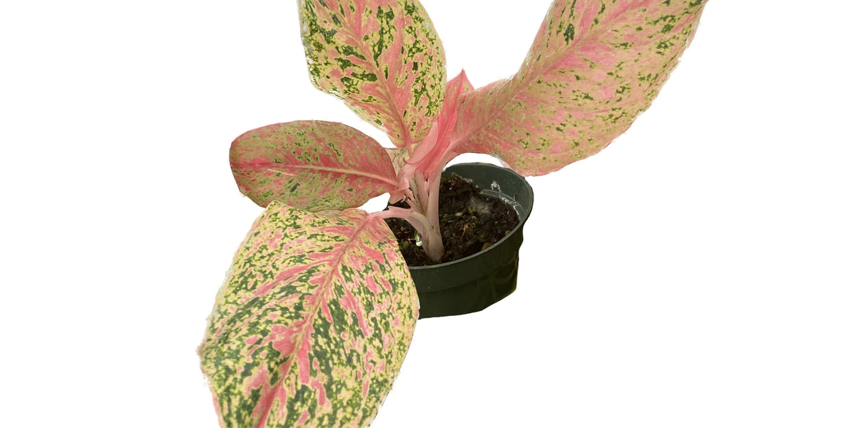 harlequin aglaonema Aglaonema Lao Nam Thong - Golden Variegated Houseplant