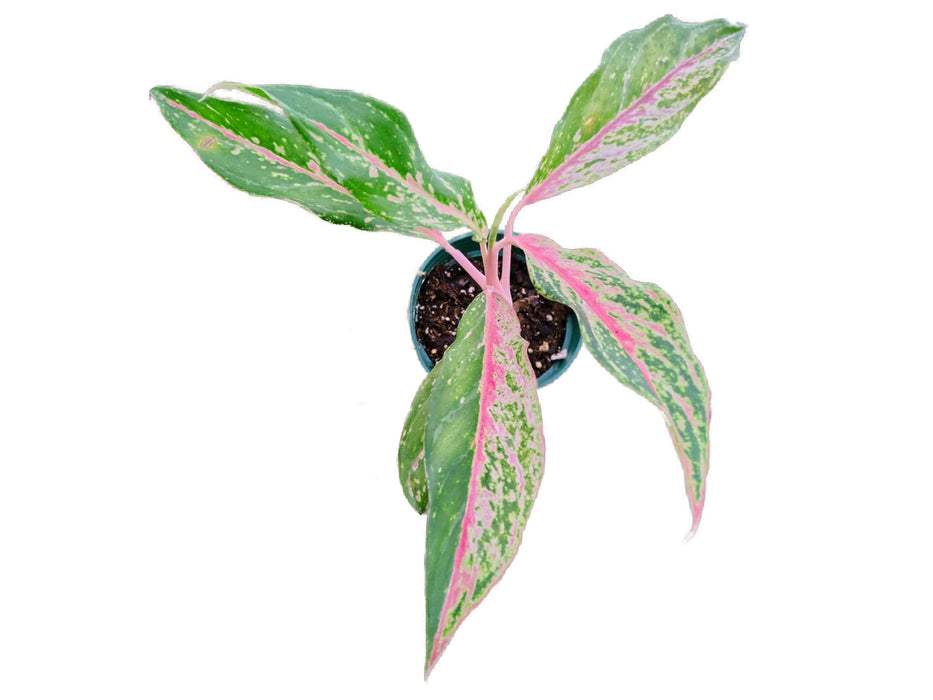 Aglaonema Lao Nam Thong