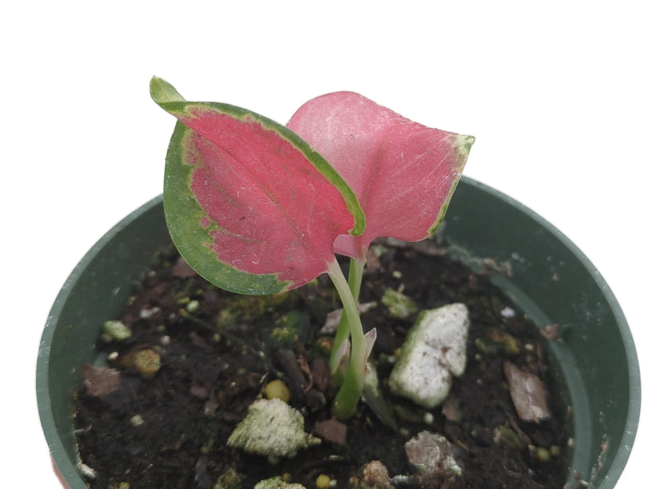 Aglaonema 'Latosolic Red'