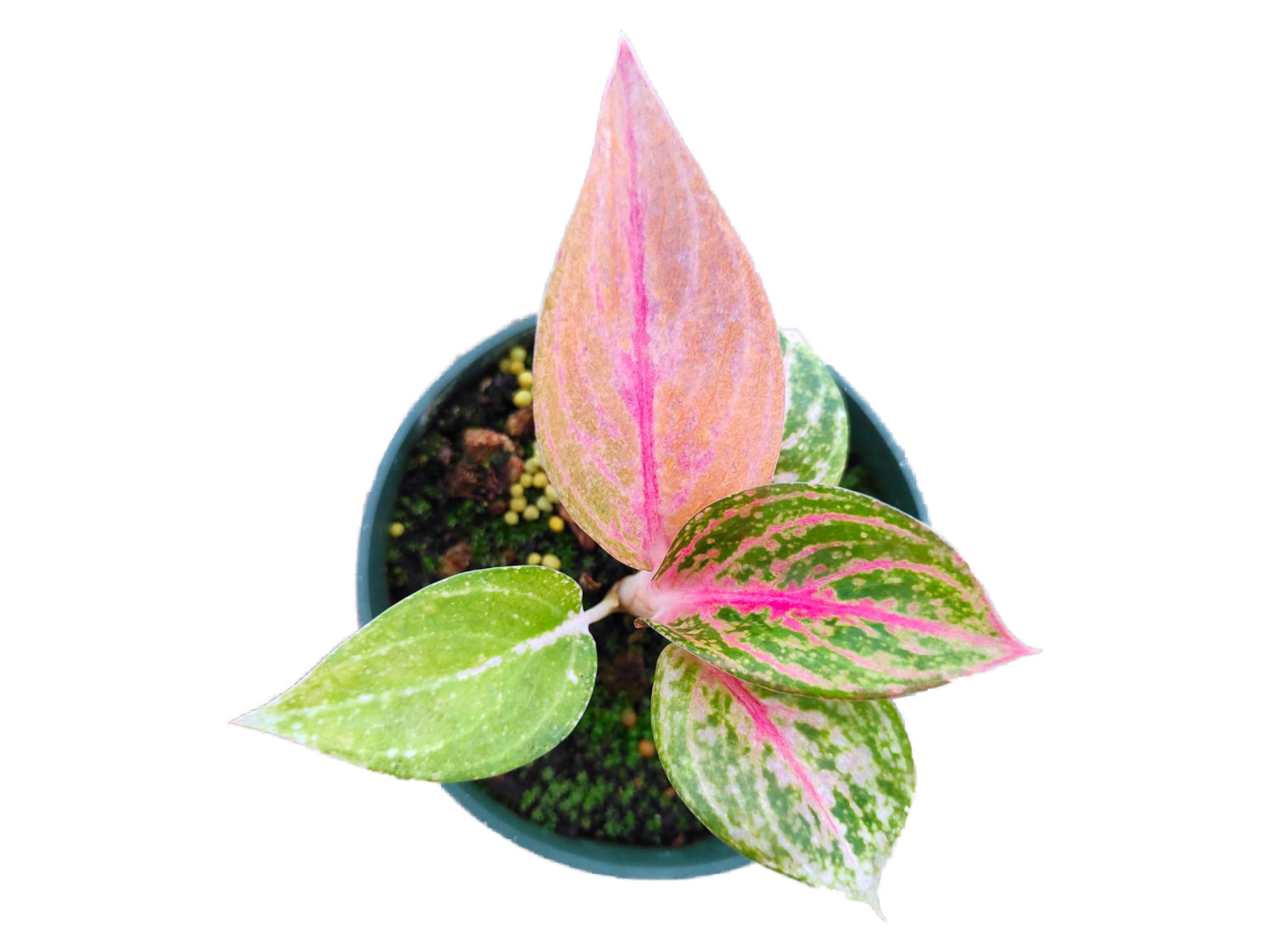 Aglaonema Pink Legacy  Ecuagenera USA Corp