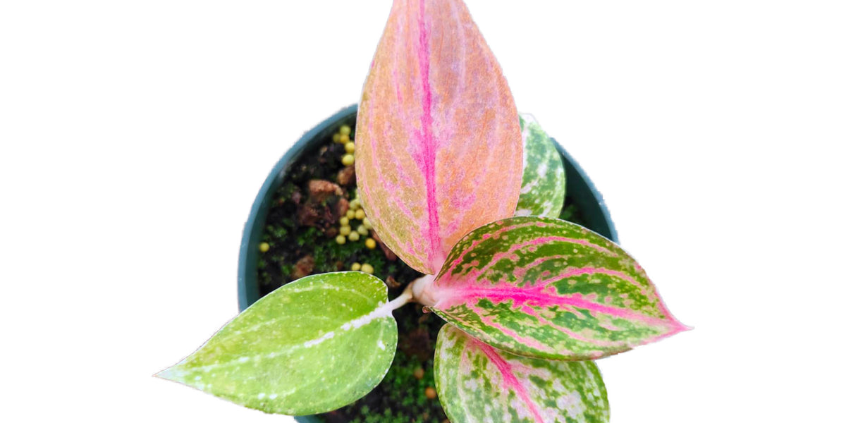 acca リボンゴム　グリーン×ピンク Aglaonema_Pink_Legacy_1200x600