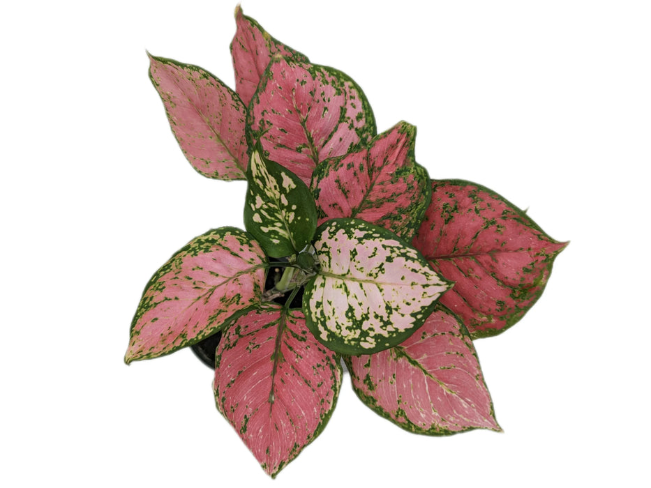 Aglaonema 'Red Anjamani'