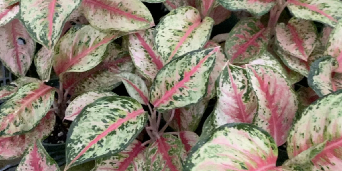 red legacy aglaonema Aglaonema 'Red Legacy' — Ecuagenera USA Corp
