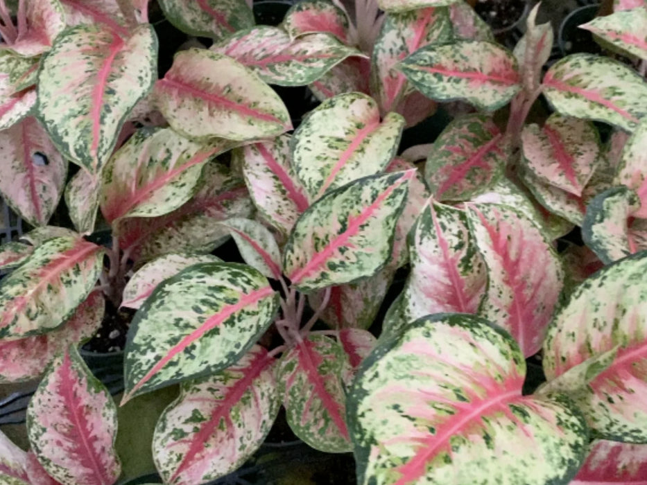 Aglaonema 'Red Legacy'