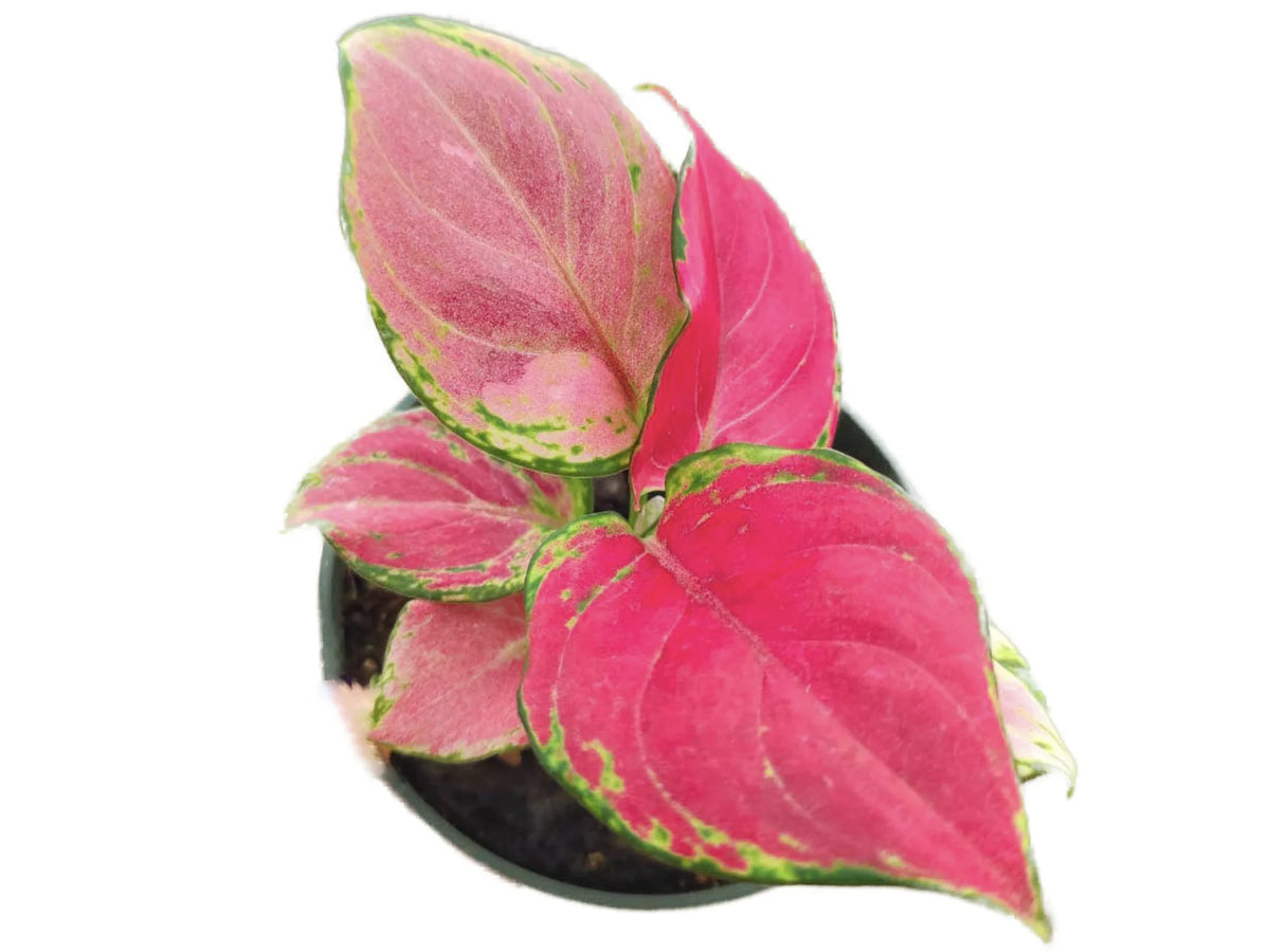 aglaonema pink vanilla Aglaonema 'Ruby'