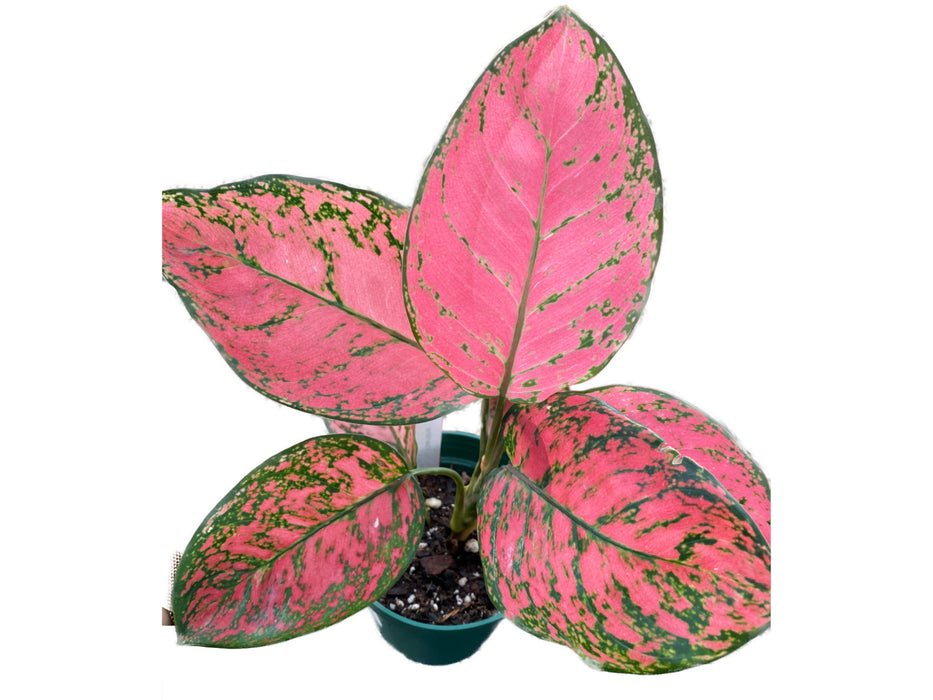 Aglaonema Suk Som Jai Pong