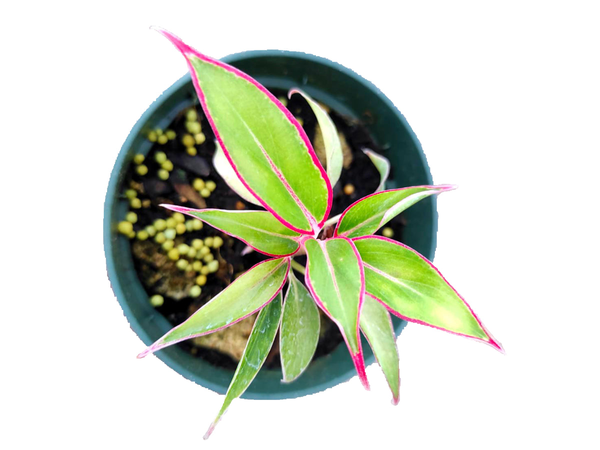 hongyan aglaonema Aglaonema Wan Nian Hong — Ecuagenera USA Corp