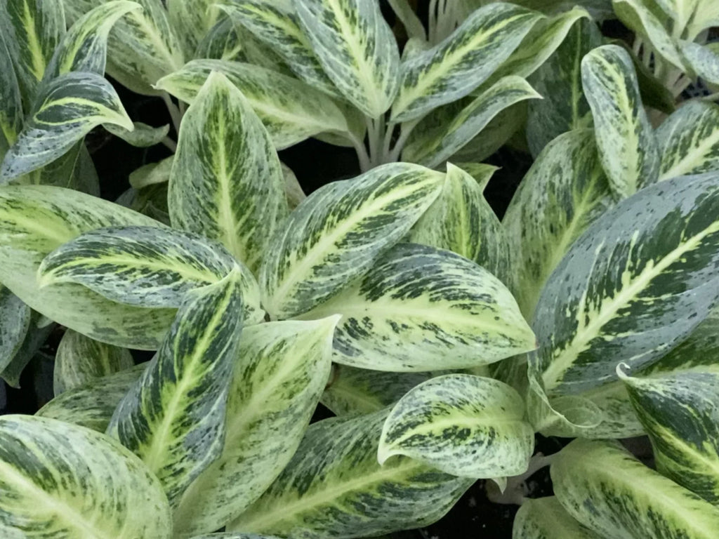 aglaonema blanca Aglaonema 'White Peacock'