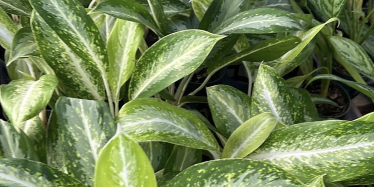 aglaonema abidjan Aglaonema 'White Rain' — Ecuagenera USA Corp