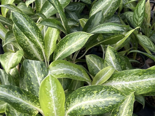 aglaonema silver rain Aglaonema 'White Rain' — Ecuagenera USA Corp