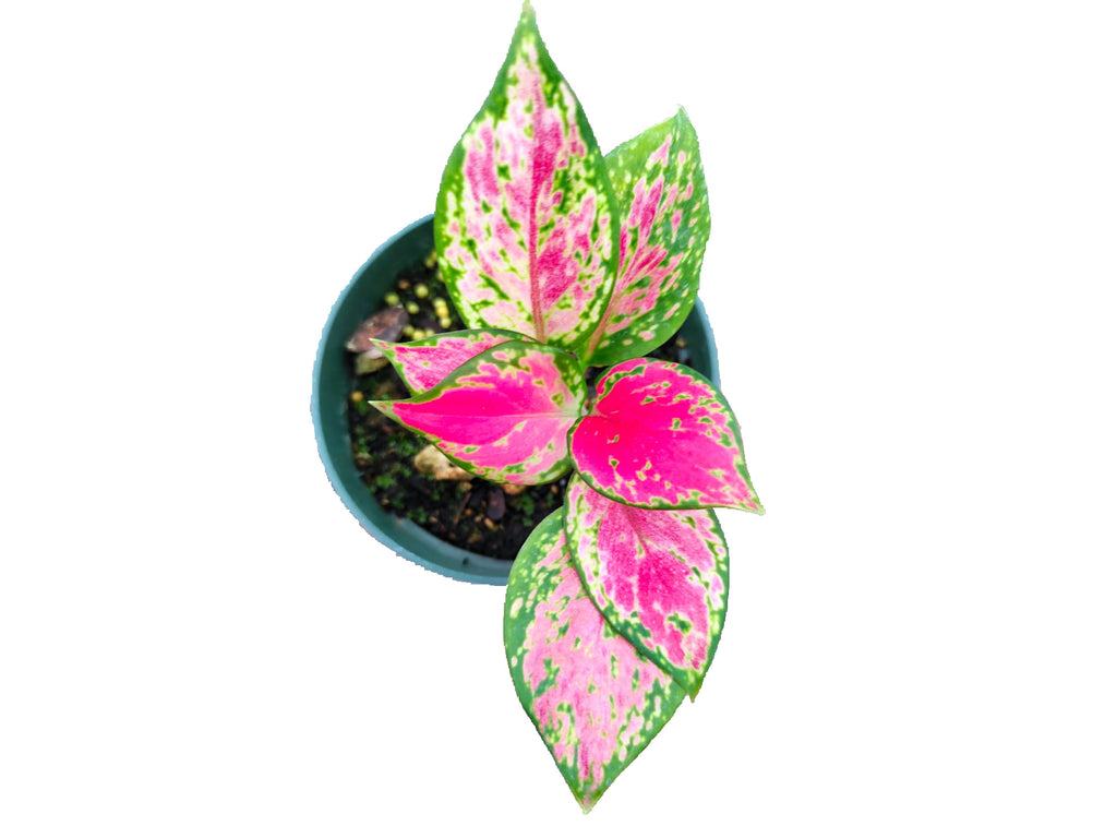 aglaonema nicole Aglaonema Fugui Red