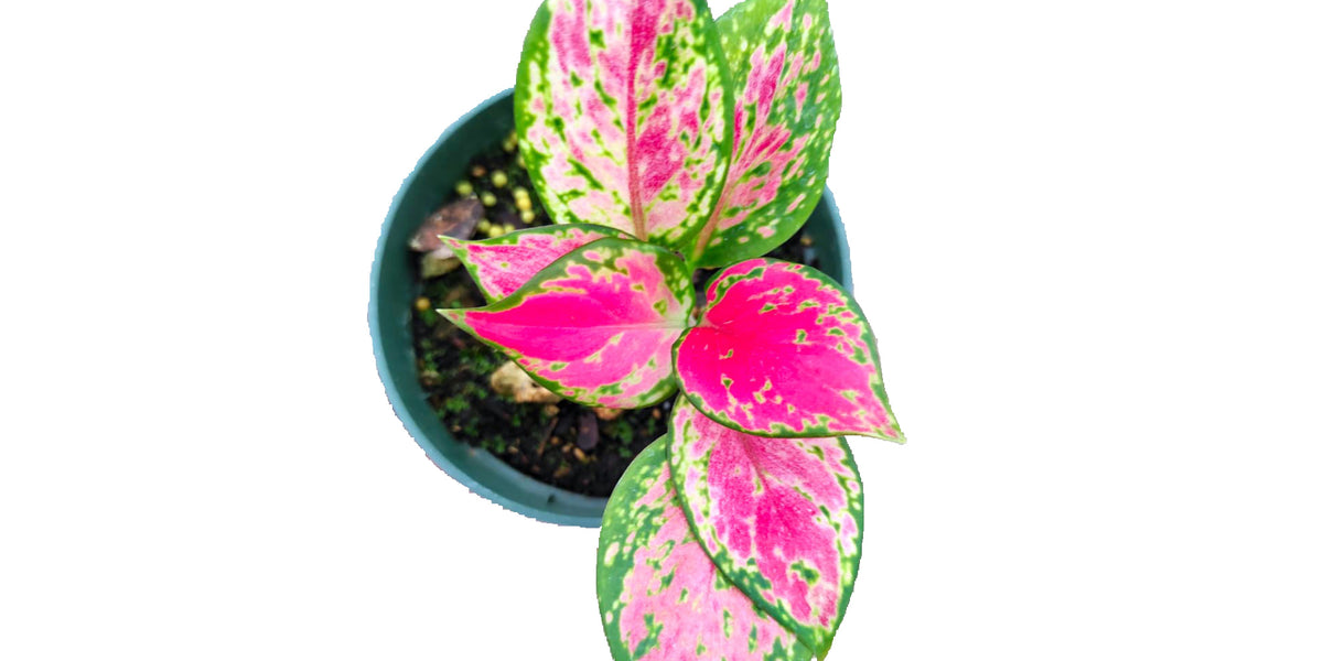 aglaonema eastern red Aglaonema Fugui Red — Ecuagenera USA Corp