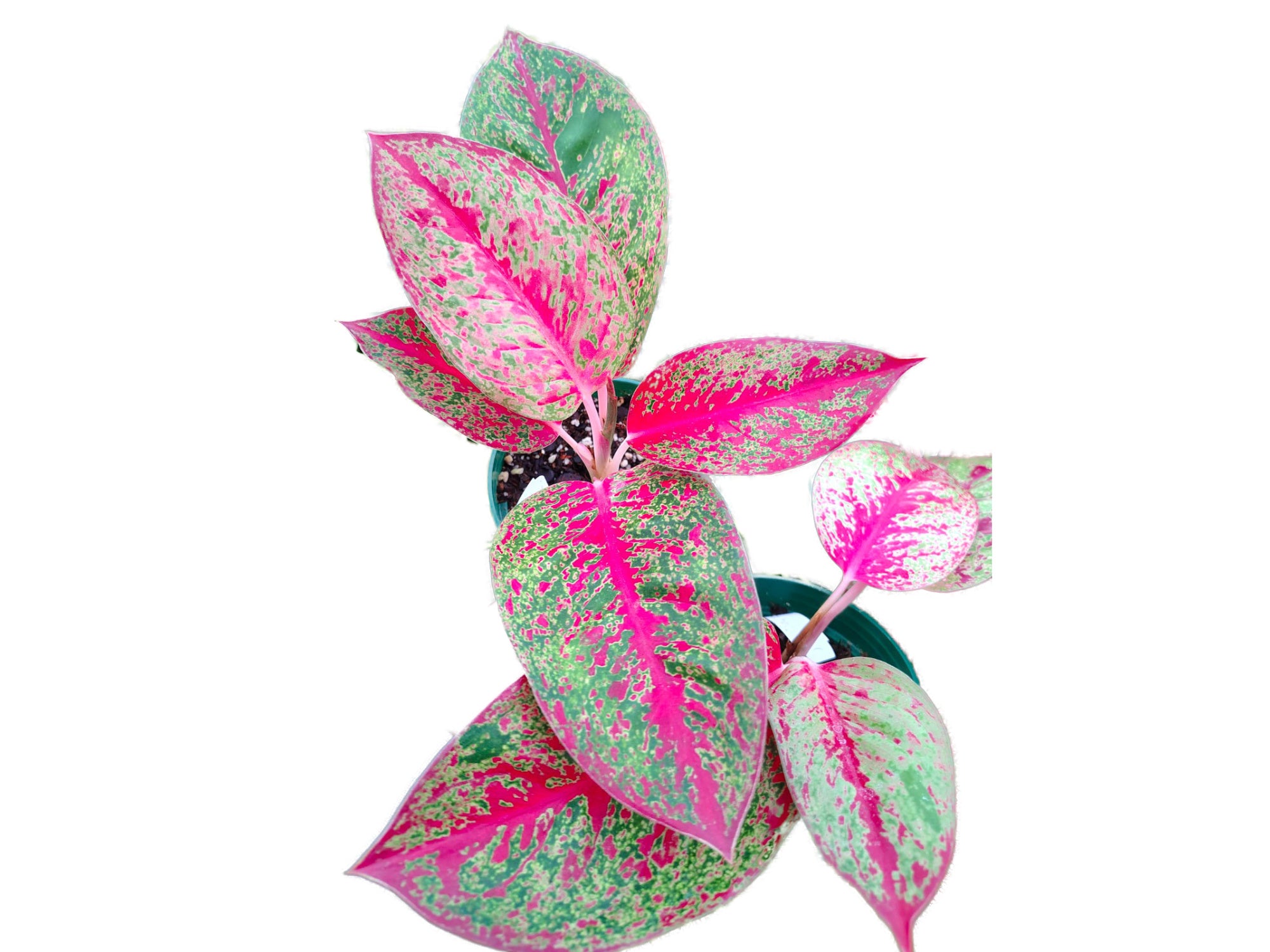 aglaonema pink anjamani Aglaonema 'Red Anjamani' — Ecuagenera USA Corp